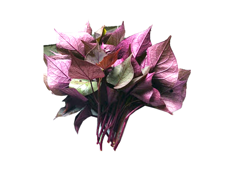 Organik Pucuk Keledek Ungu (有机紫龙凤苗) 